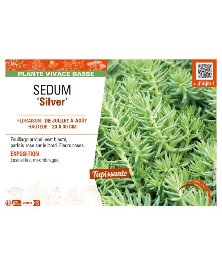 SEDUM (sediforme) Silver