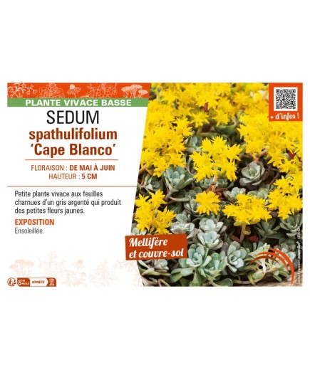 SEDUM spathulifolium Cape Blanco