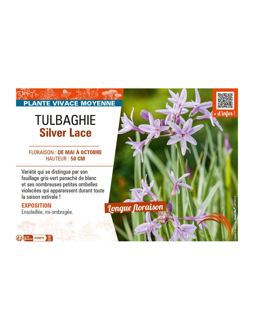 TULBAGHIE SILVER LACE
