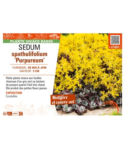 SEDUM spathulifolium Purpureum