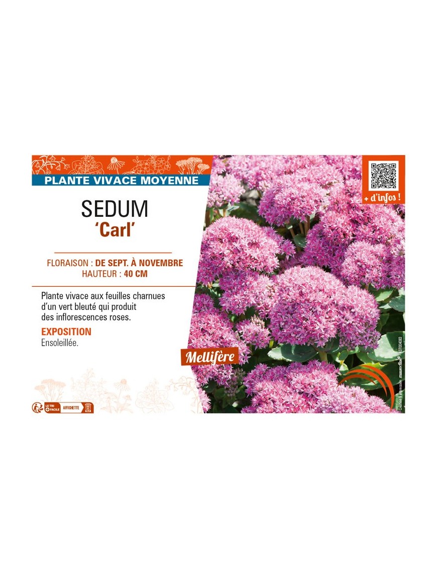 SEDUM (spectabile) Carl
