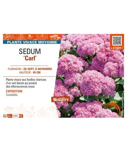 SEDUM (spectabile) Carl