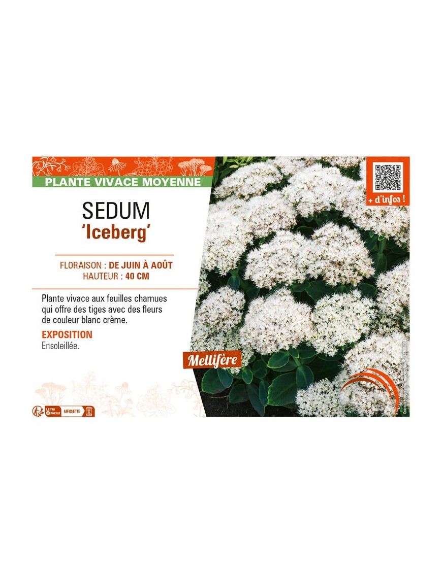 SEDUM (spectabile) Iceberg