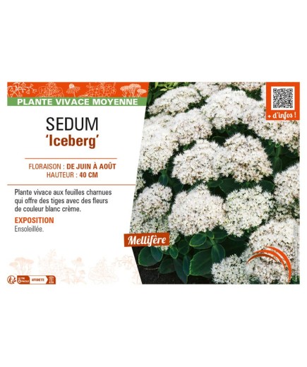 SEDUM (spectabile) Iceberg