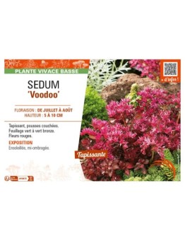 SEDUM (spurium) Voodoo