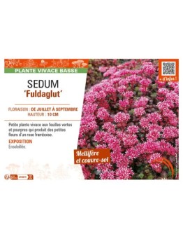 SEDUM (spurium) Fuldaglut