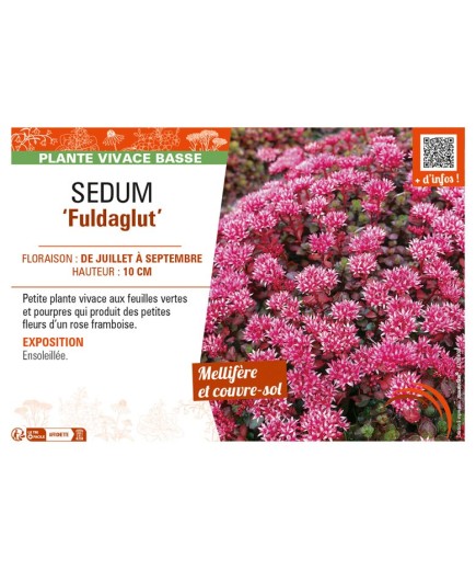 SEDUM (spurium) Fuldaglut