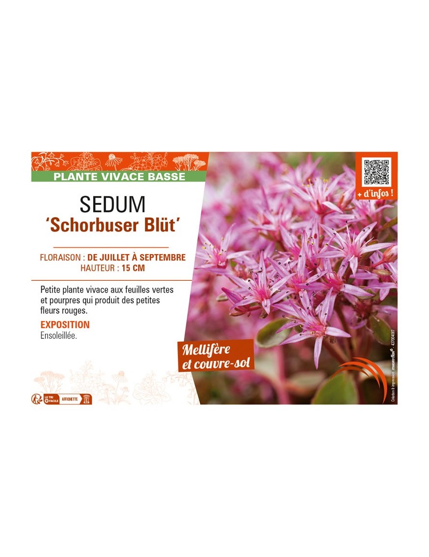 SEDUM (spurium) Schorbuser Blüt