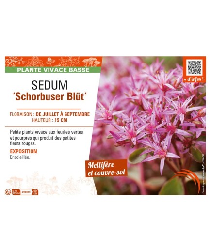 SEDUM (spurium) Schorbuser Blüt