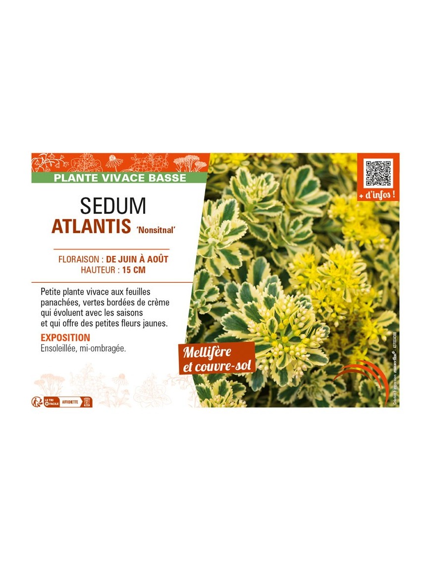SEDUM (takesimense) ATLANTIS Nonsitnal
