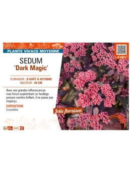 SEDUM (telephium) Dark Magic