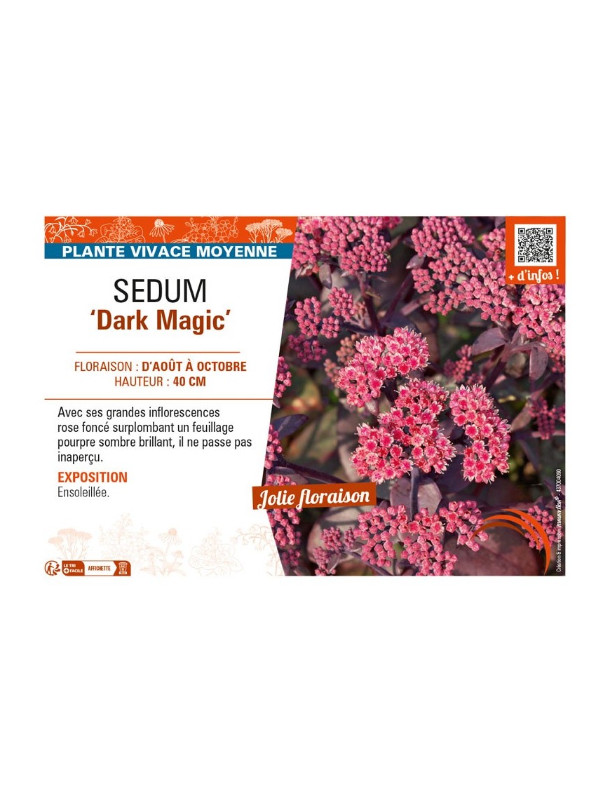 SEDUM (telephium) Dark Magic
