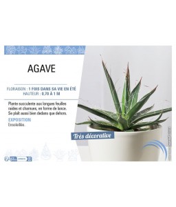 AGAVE (MIX)