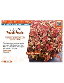 SEDUM (telephium) Peach Pearls