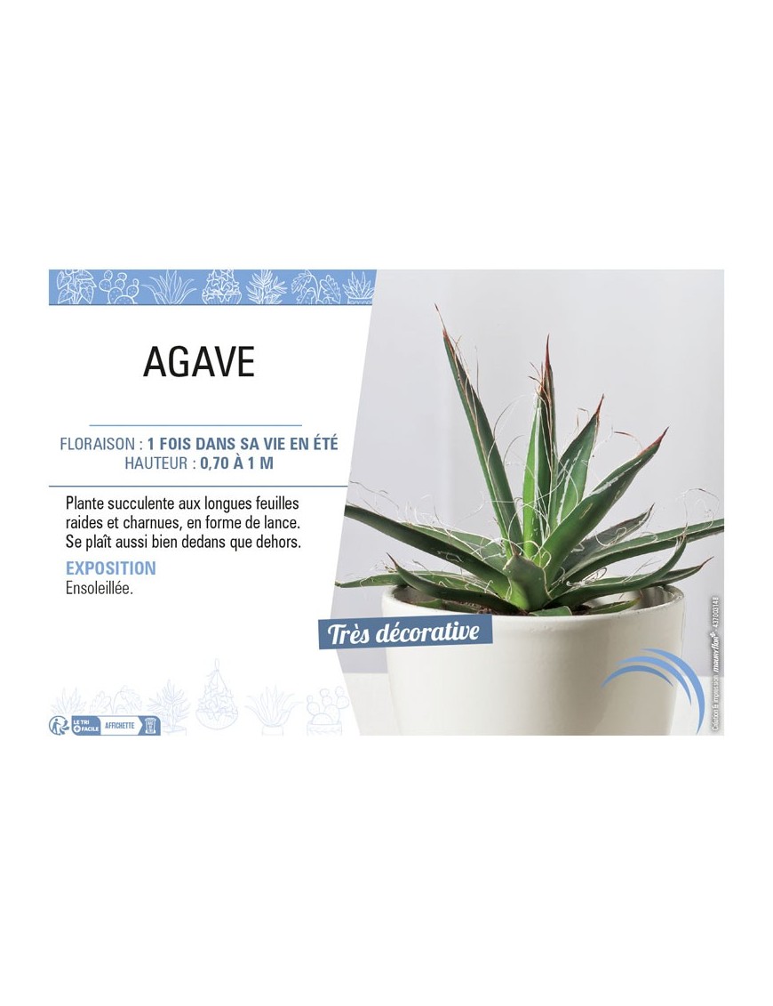 AGAVE (MIX)