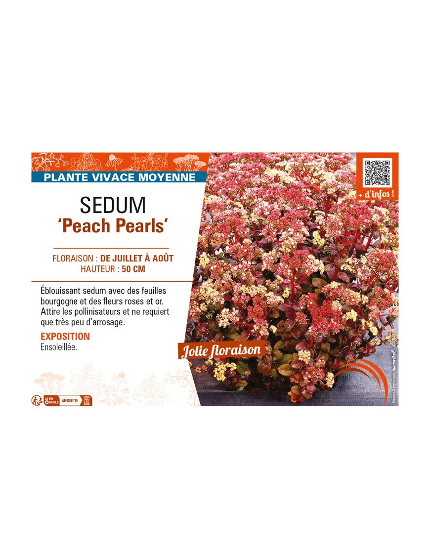 SEDUM (telephium) Peach Pearls