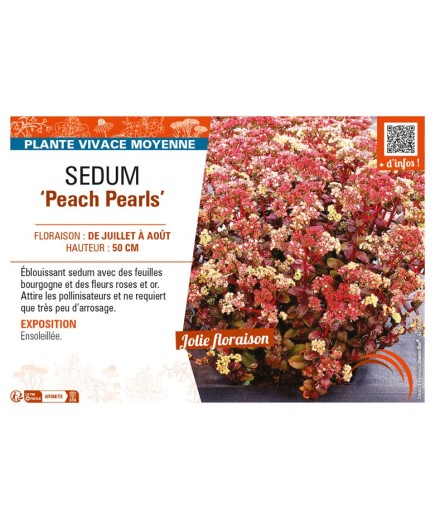 SEDUM (telephium) Peach Pearls