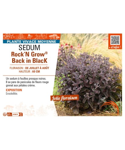 SEDUM (telephium) Rock‘N Grow® Back in Black