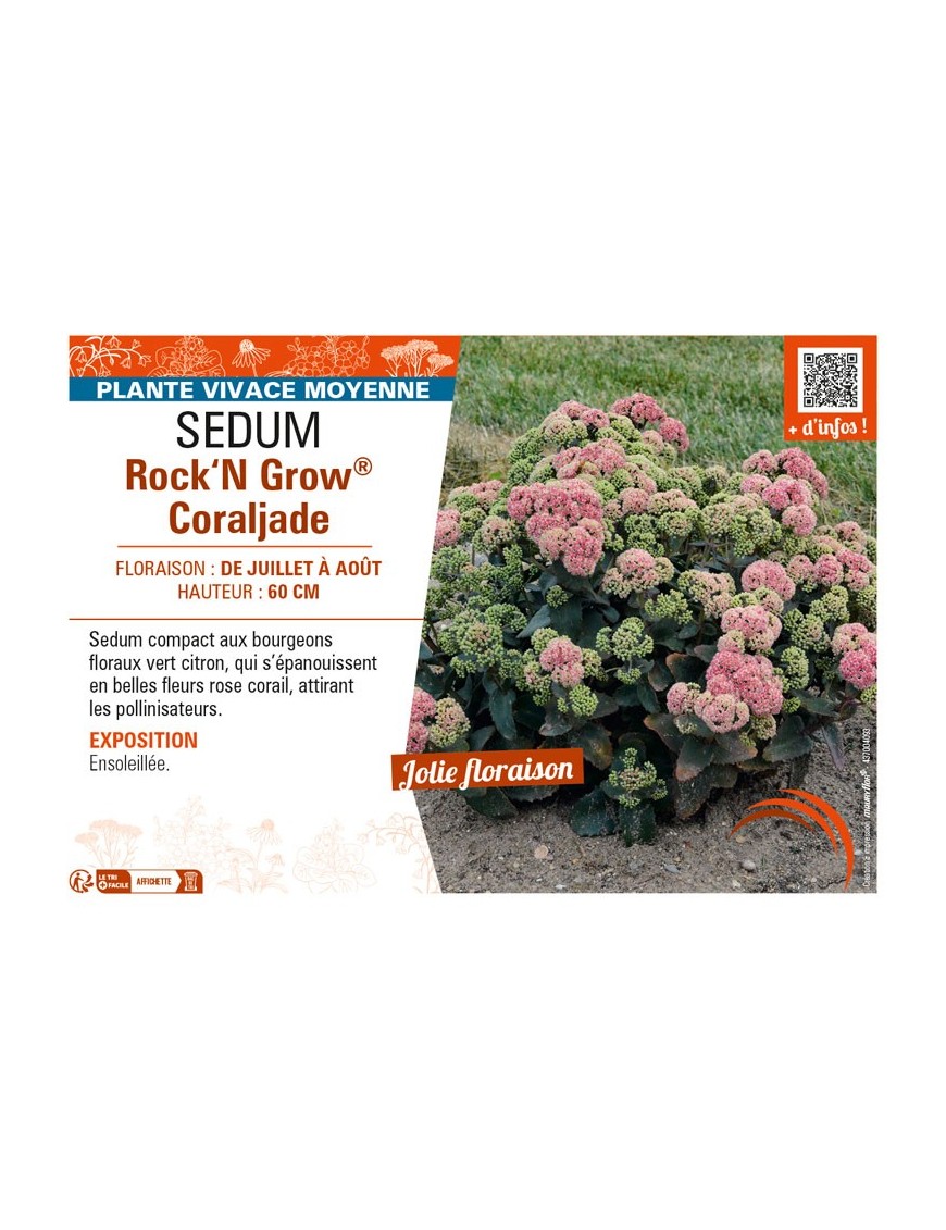 SEDUM (telephium) Rock‘N Grow® Coraljade