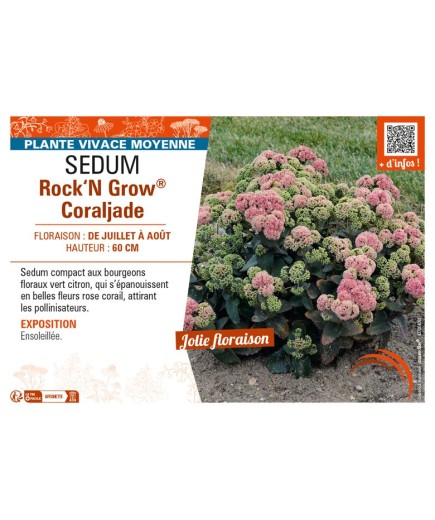 SEDUM (telephium) Rock‘N Grow® Coraljade