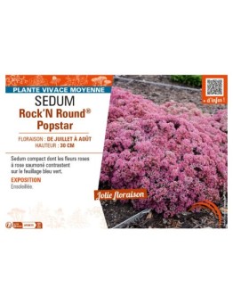SEDUM (telephium) Rock‘N Round® Popstar