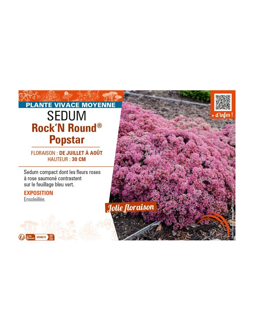 SEDUM (telephium) Rock‘N Round® Popstar