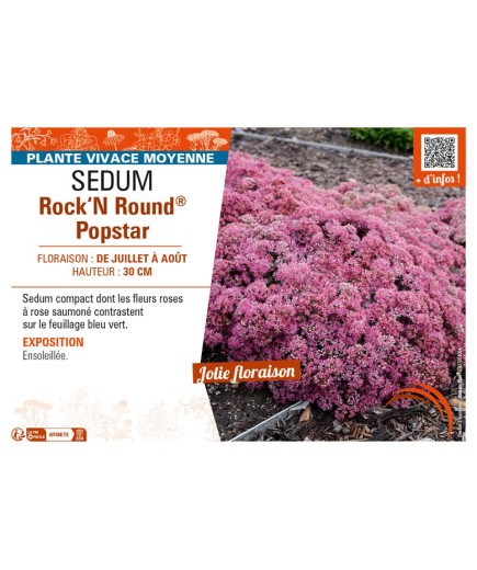 SEDUM (telephium) Rock‘N Round® Popstar