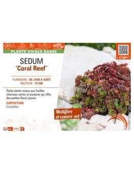 SEDUM (tetractinum) Coral Reef