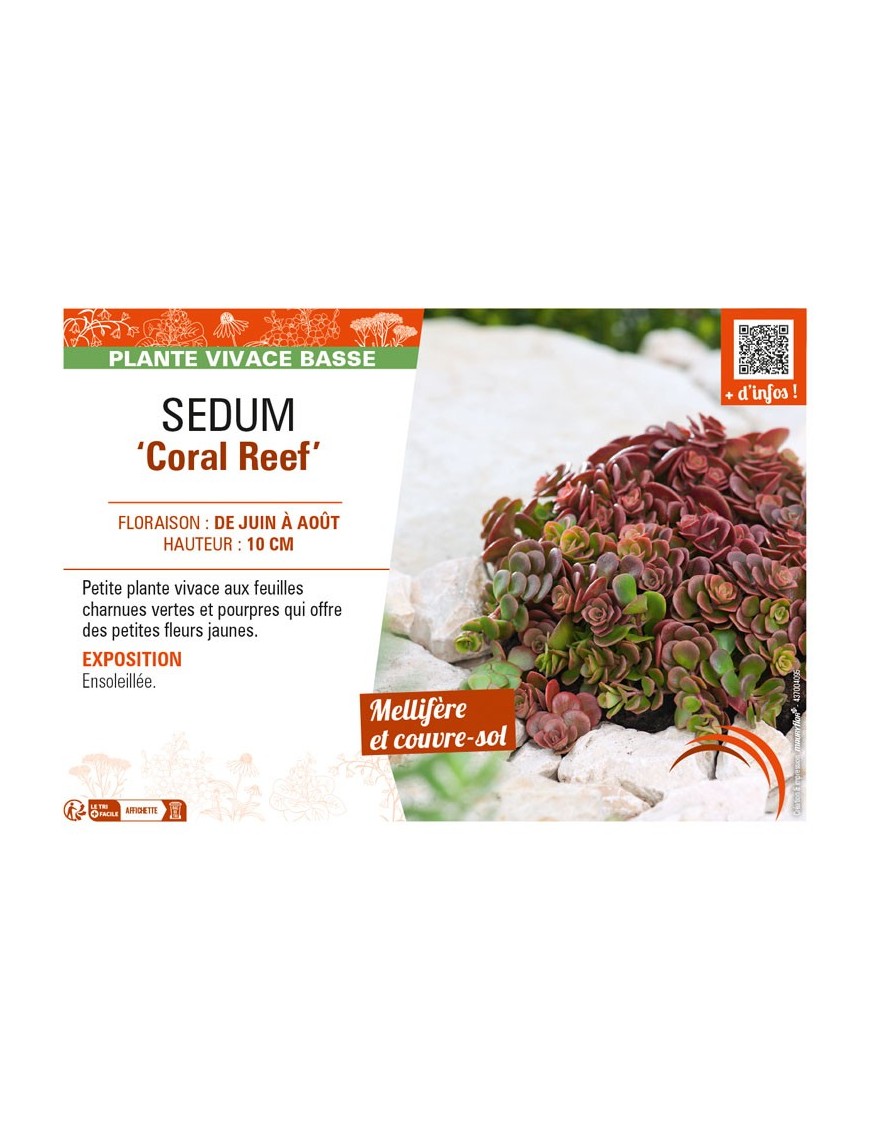 SEDUM (tetractinum) Coral Reef