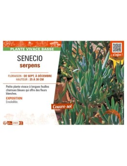 SENECIO serpens