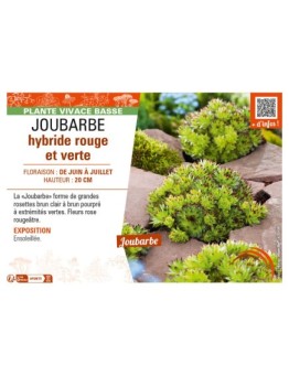 SEPERVIVUM Commander Hay voir JOUBARBE hybride rouge et verte