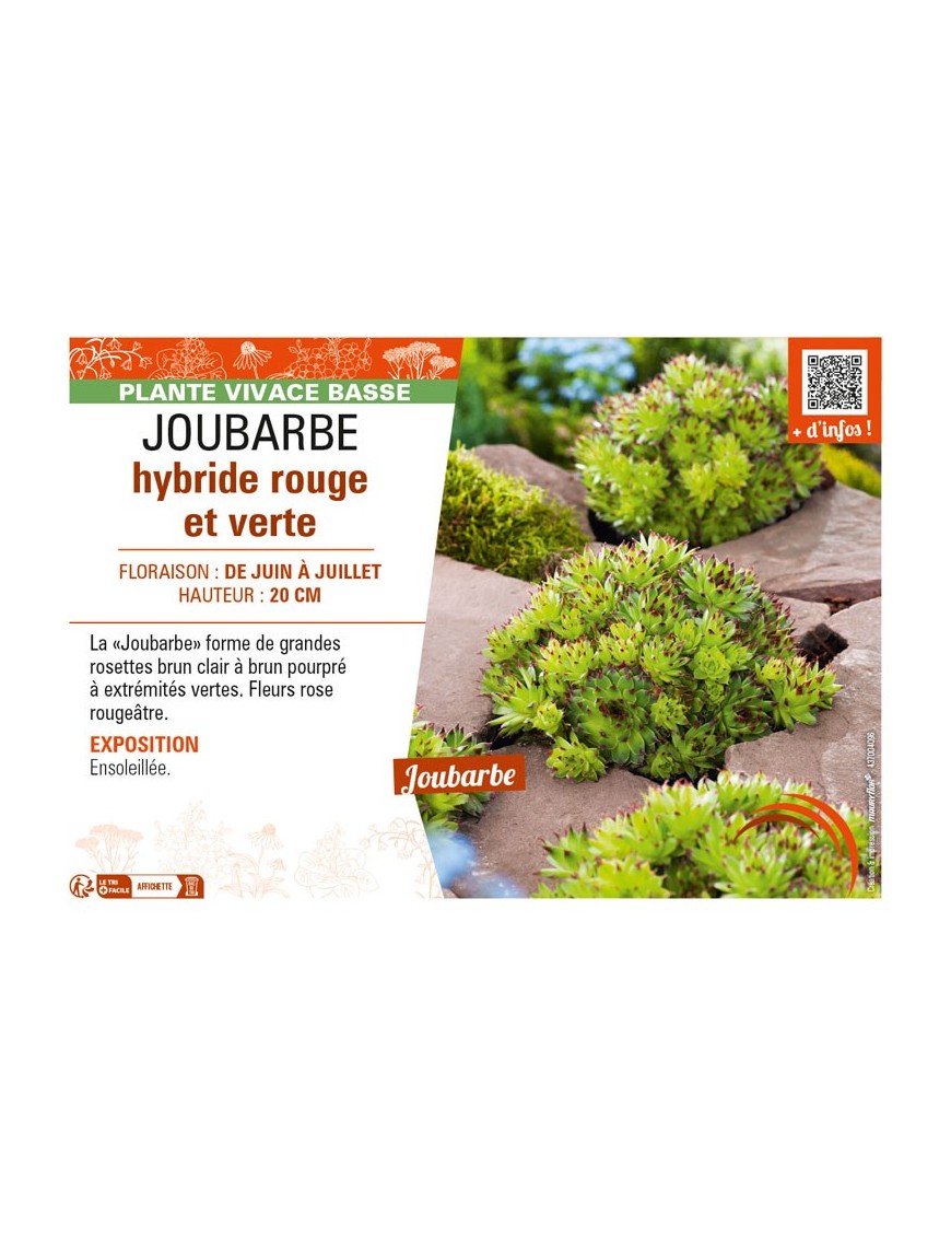 SEMPERVIVUM hybride rouge et vert