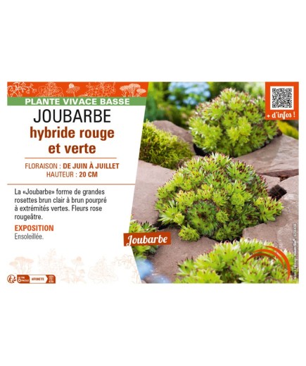 SEMPERVIVUM hybride rouge et vert