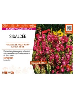 SIDALCEA malviflora voir SIDALCÉE