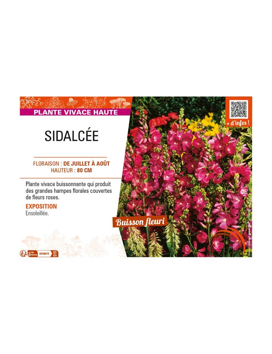 SIDALCEA malviflora voir SIDALCÉE
