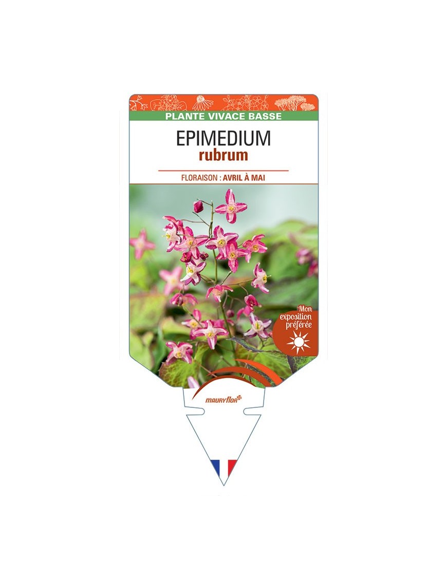 EPIMEDIUM RUBRUM (rouge)