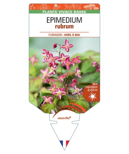 EPIMEDIUM RUBRUM (rouge)