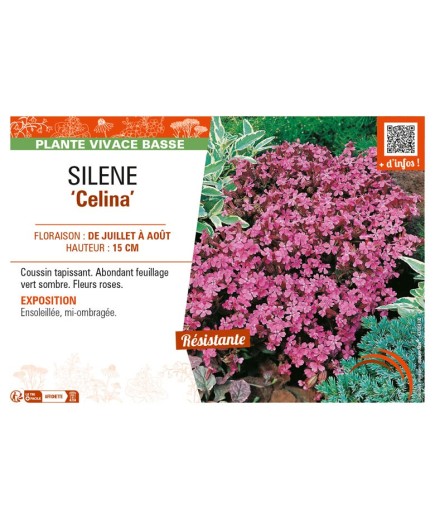 SILENE (pendula) Celina