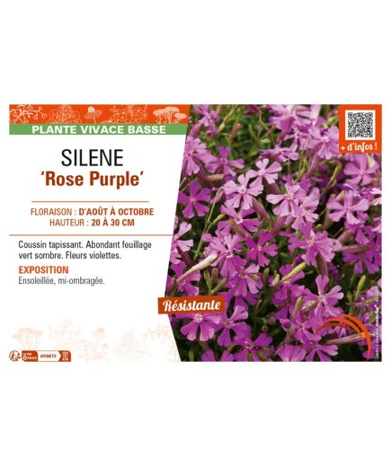 SILENE (schafta) Rose Purple