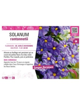 SOLANUM RANTONNETII