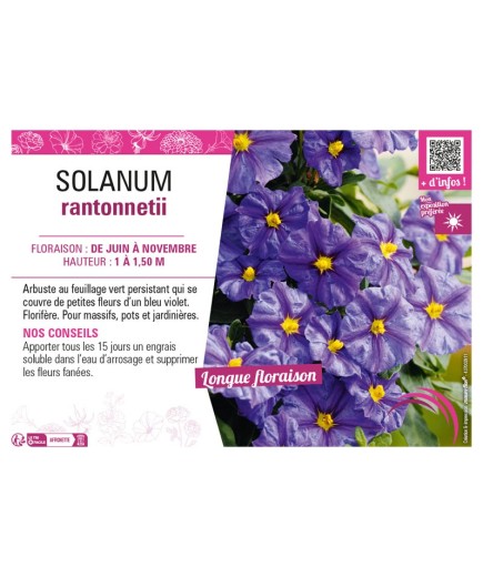 SOLANUM RANTONNETII
