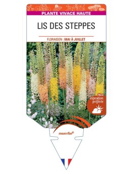 EREMURUS voir LIS DES STEPPES (varié)