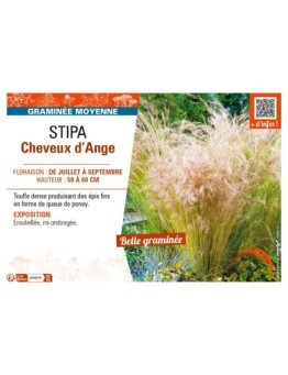 STIPA (TENUISSIMA) CHEVEUX D'ANGE