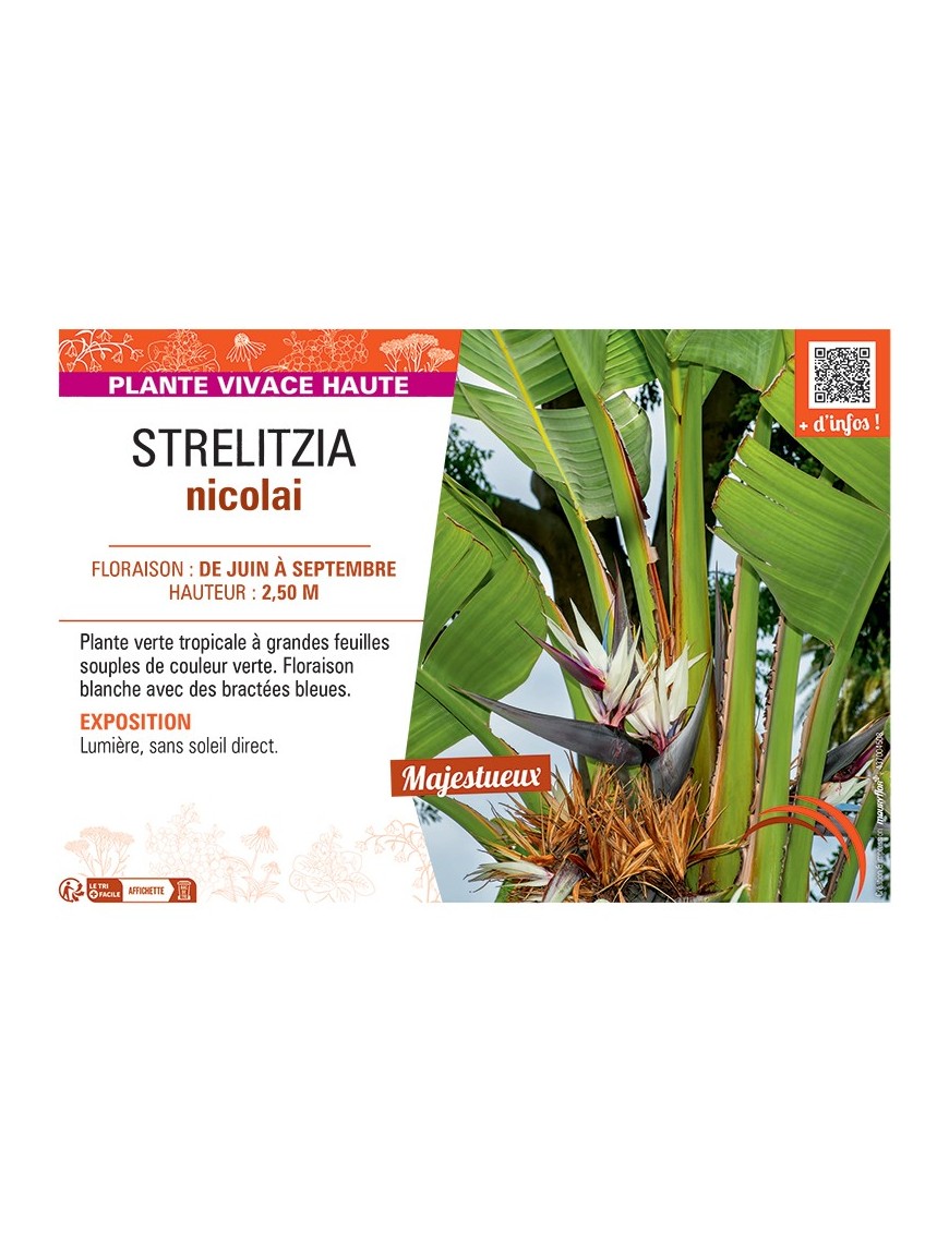STRELITZIA NICOLAI