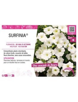 SURFINIA® (blanc)