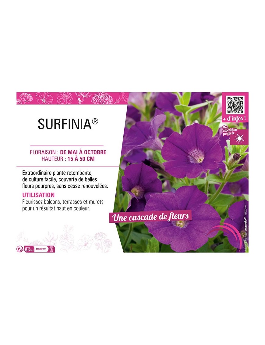 SURFINIA® (pourpre)