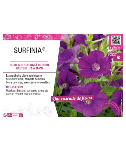 SURFINIA® (pourpre)