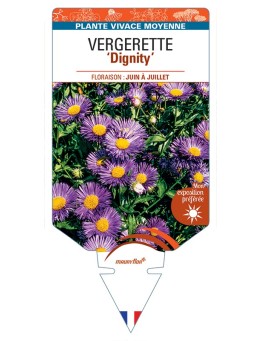 ERIGERON Dignity voir Vergerette