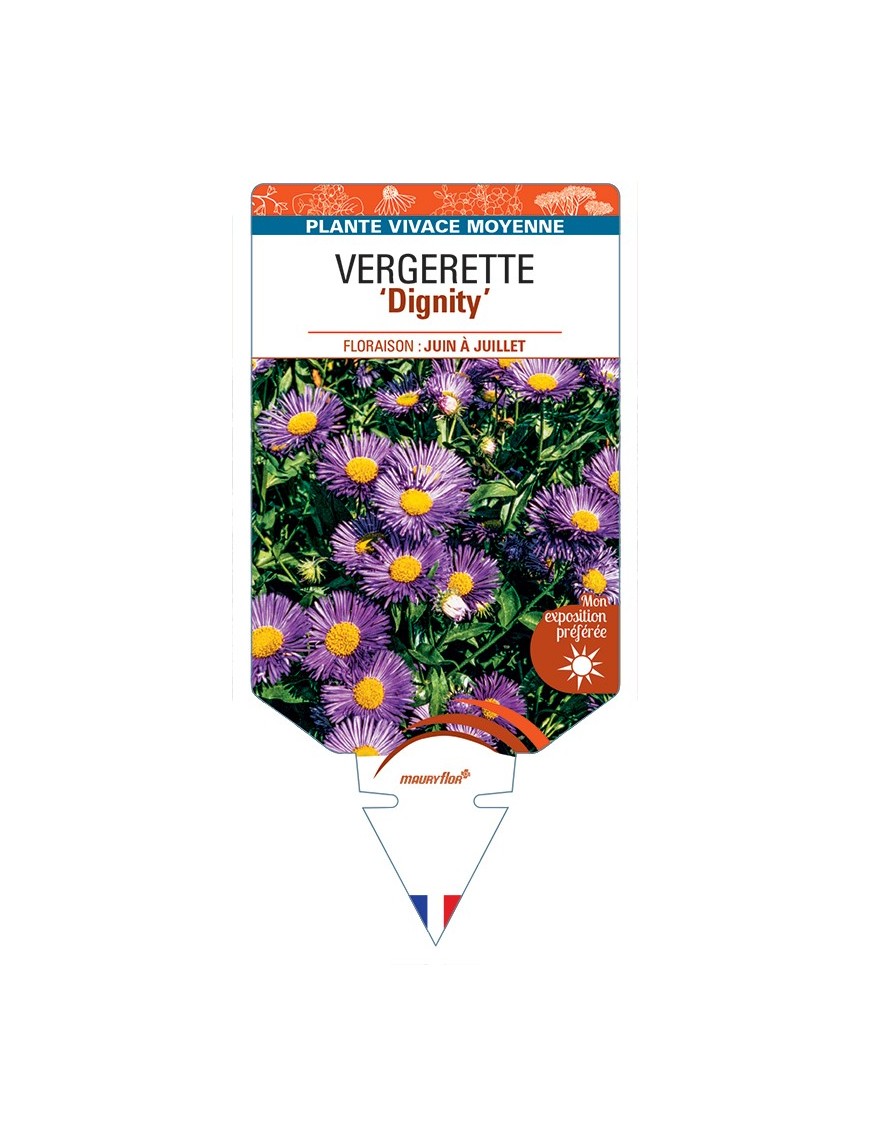 ERIGERON Dignity voir Vergerette