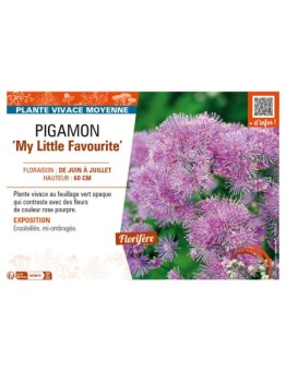 THALICTRUM My Little Favourite voir PIGAMON